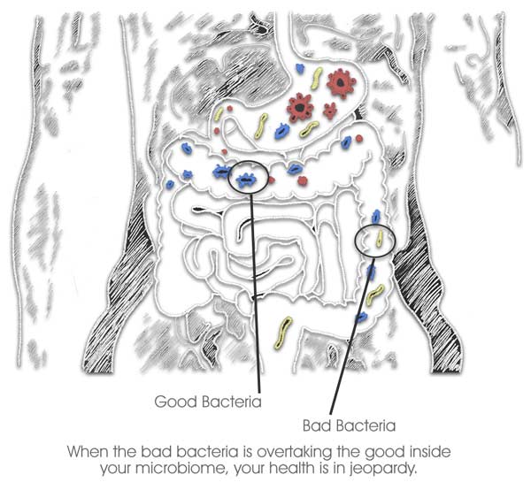 Health, Wellness & Happiness Lives In The Gut microbiome 